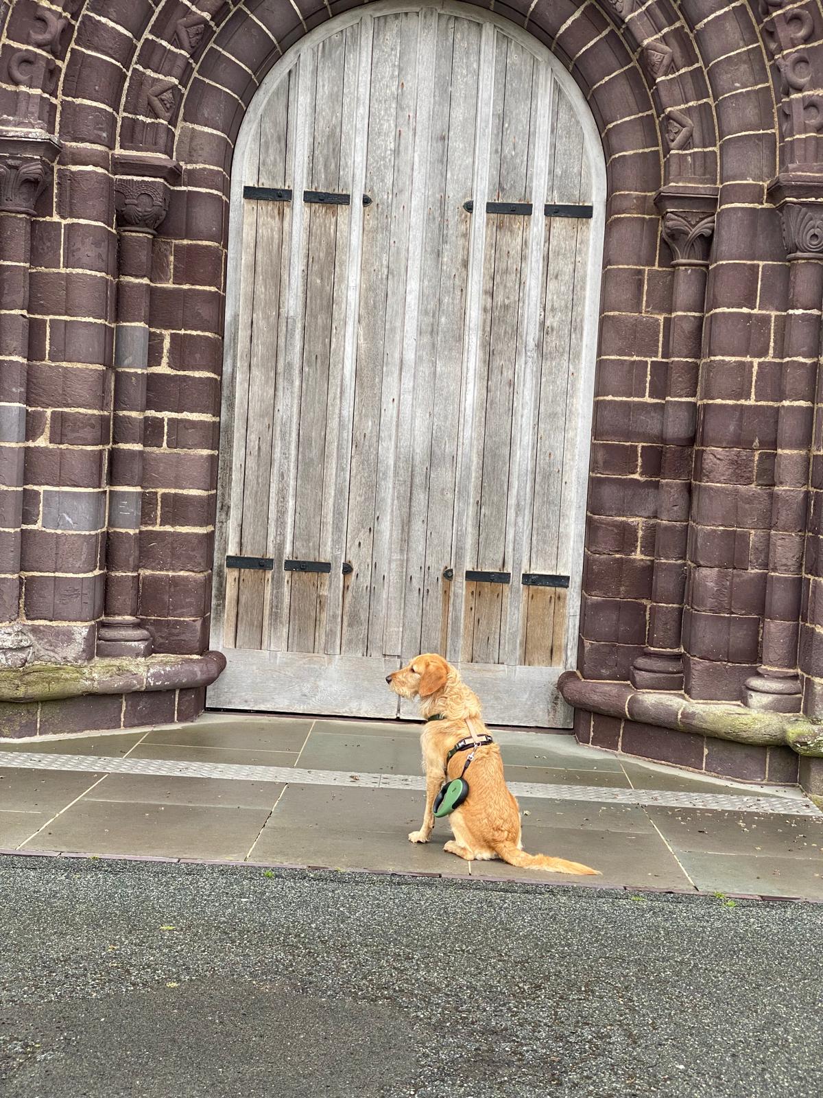 weathered wood and arched door with a dog standing in front of it.