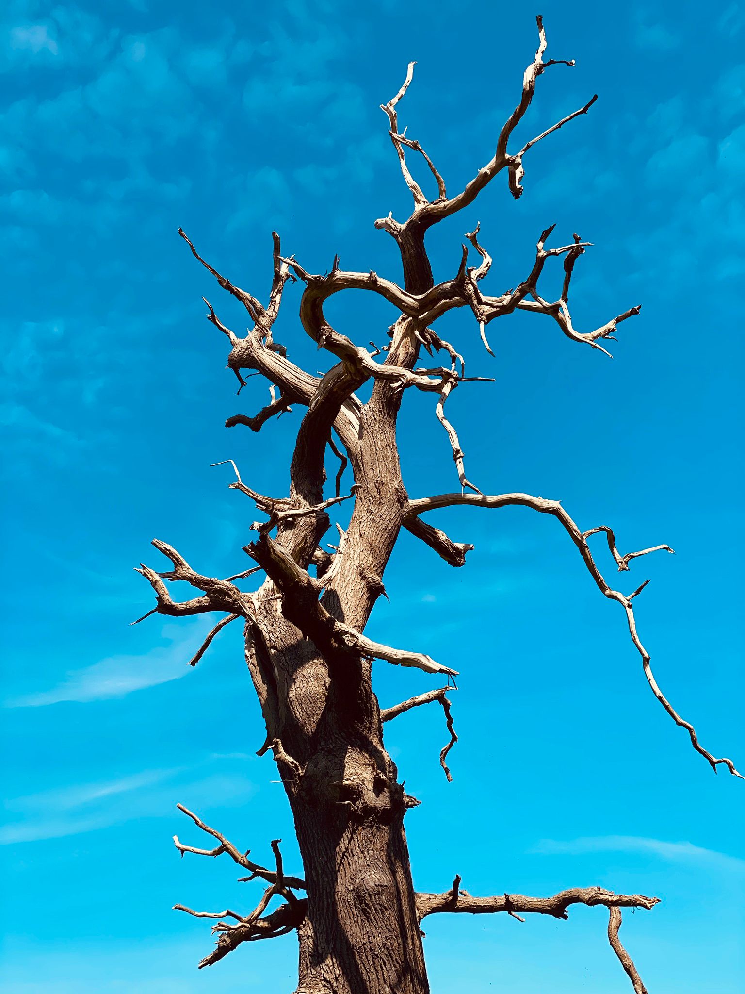 Lone dead tree against a vivid blue sky.
